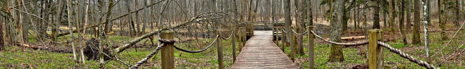 Wall Mural - Panorama of the Bialowieza forest in the spring.Bialowieza National Park.