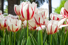 Red - White Tulips. Colorful Tulips Background