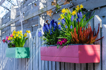 Wall Mural - Flower pot with spring flowers. Home and garden decoration