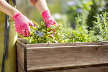 Canvas Print - Gardener cutting spicy herbs with scissors growing at home vegetable garden, close-up view. Concept of home growing organic greens