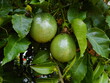 planta fruta maracujá - passiflora edulis