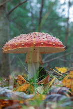 Beautiful Mushroom Fly Agaric In The Forest