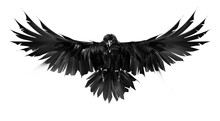 Raven Bird In Flight Painted On White Background