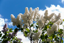 Bush Of White Lilac In The Park Against The Blue Sky. White Lilac Blooms Beautifully In Spring. Spring Concept.