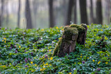 Fototapeta Na ścianę - Wiosna w lesie