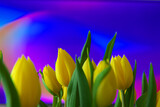 Fototapeta Tulipany - Bukiet żółtych tulipanów na kolorowym tęczowym tle