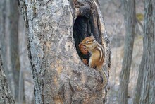 Siberian Chipmunk ( Eutamias Sibiricus  ) Sitting In A Hollow Tree And Eating A Cone.