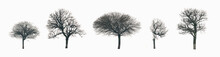Set Of Trees, Isolated On White Background. Silhouettes Of Isolated Deciduous Trees In Winter