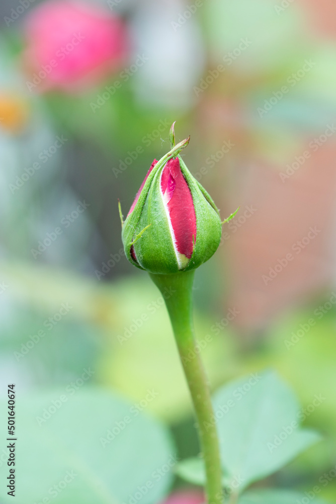 Capullo Rosa Capullo de rosa rosa a punto de abrirse en el jardín Stock Photo ...