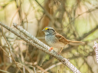 Wall Mural - A white-throated sparrow perched on a stick in the woods. 