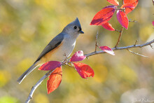 A Tufted Titmouse Perched On Branch With Red Leaves.