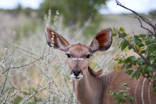 Kudu Cow, Etosha National Park, Namibia