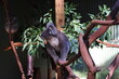 Featherdale Wildlife Park near Sydney in Australia. Koala sitting on branch