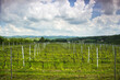 rows of grapevines in a vineyard