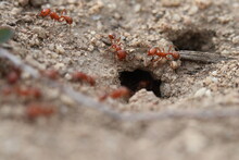 Close Up Of California Harvester Ants By Hole 