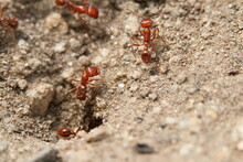 Close Up Of 3 California Harvester Ants