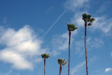 Tall California Fan Palms Under Blue Sky With Some White Clouds