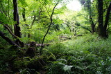 Fototapeta Krajobraz - refreshing summer forest in the sunlight