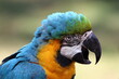 Close up from ara in Steve Irwin wildlife zoo in Brisbane in Australia
