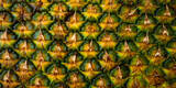 Pineapple texture. Pineapple skin close up, tropical pattern with copy space. Patterned fruits banner.