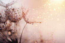 Macro Nature. Beautiful Dew Drops On Dandelion Seed Macro. Beautiful Soft Background.