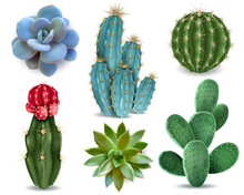 Cactus Succulent Realistic Set