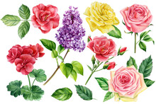 Flowers On An Isolated Background, Watercolor Botanical Illustration, Roses, Lilac And Leaves Hand-drawn