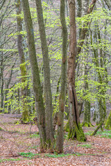 Fototapeta pejzaż natura krajobraz las buk