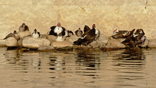 Mallard And Muscovy Ducks Along A Pond With A Stone Wall In A City Park In Lisbon, Side View 