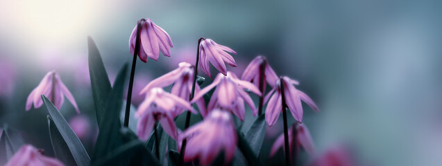 Wall Mural - pink soft snowdrops on a blurred nature background.