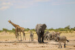 Group of animals at waterhole in Etosha National park, Namibia