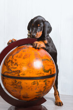 A Doberman Puppy Stands With Two Paws On The Globe And Carefully Studies