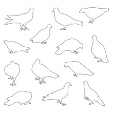 Set Of Pigeon Bird Outlines
