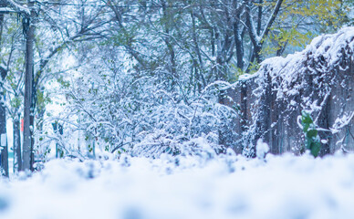 snow covered branches