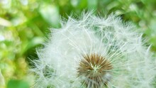 Dandelion Seed Head Close-up On A Green Background