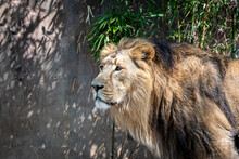 Closeup Portrait Of A Fierce Male Lion