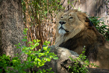 A Male Lion Resting In The Forest