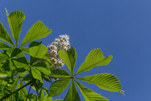 Chestnut Tree Leaves And White Blossom Against Blue Sky