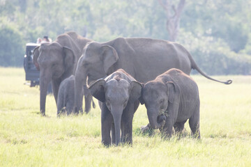 Two cute baby elephants standing side by side.