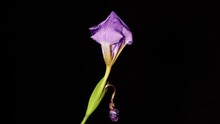 Time Lapse Of Growing Blue Iris Flower From Bud To Full Blossom With Another Withering Flower. Spring Flower Iris Blooming Isolated On Black Background, 4k Video Studio Shot.