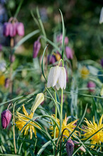 Fritillaria Meleagris Alba Between All The Colors Of Nature, White, Yellow, Purple And Green