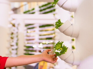 Wall Mural - Baby holding vegetable in Hydroponics vertical farm with high technology farming. Agricultural Greenhouse with hydroponic shelving system.