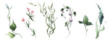 Watercolor Floral Set Of Wild Flowers And Green Leaves, Branches, Twigs Etc. Vector Isolated Greenery Illustration. 