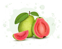 Guava Fruit Vector Illustration With Half Piece Of Guava With Fruit Slices 