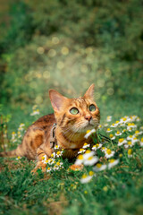 A charming red cat is resting among the flowers on the lawn.