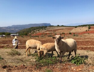 Sheep in a field