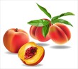 Peach fruits ,Whole fruit with leaf.vector illstration