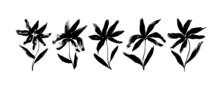Brush Silhouettes Of Lily Flowers Isolated On White. Grunge Style Ink Painted Floral Elements For Graphic Design. Lily Flowers With Stems And Leaves Painted By Ink. Monochrome Botanical Illustration
