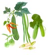 vegetables vector illustration