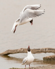 Wall Mural - Pair of black-headed gulls (Chroicocephalus ridibundus) have an angry exchange, Suffolk coast, UK.